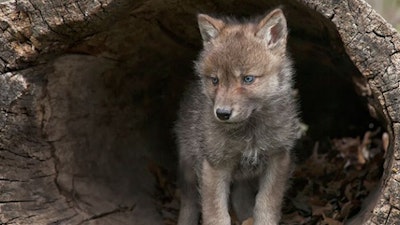 Defenders of Wildlife