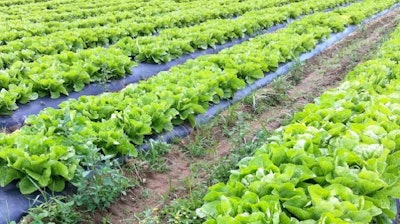 New Sprout Organic Farms