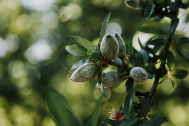 Almond Board of California
