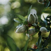 Almond Board of California