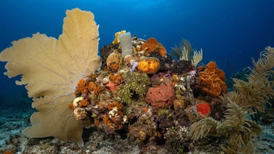 Coral Reef Alliance
