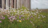 20 Lush Grass Alternatives to Replace Your Lawn