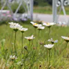 6 Ways to Rewild Your Lawn for Biodiversity