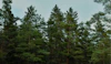 An Easy Way to Understand Carbon Credits