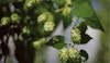 Climate Change and Beer: Exploring the Uncertain Future of Hops