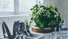Countertop Harvest: 9 Indoor Edible Plants