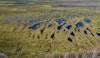 Get to know Peatlands: An Overlooked Climate Solution