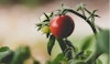 The Science of Companion Planting