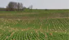 What are Cover Crops? Soil Heroes for Sustainable Agriculture