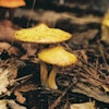 Why Fungi is a Vital Climate Solution 