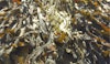 Why Seaweed is a Climate Solution