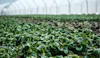 World Food Day: 2023's Theme and How to Celebrate