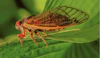 2024 Cicada Emergence: How Climate Change May Affect Future Broods