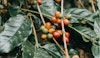 How Climate Change is Disrupting Your Coffee Cup
