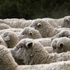 How Ethical and Sustainable Is Wool?