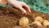 A Beginner's Guide to Starting a Vegetable Garden