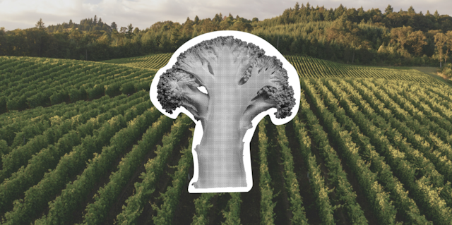 Buy Less, Eat More: How to Reduce Food Waste