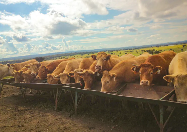 Regenerative Agriculture is Just One Part of the Solution