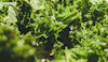 There's a Cyclospora Outbreak. What Do I Do With the Food In My Fridge?