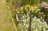 What Do Longer Growing Seasons Mean for Gardeners?